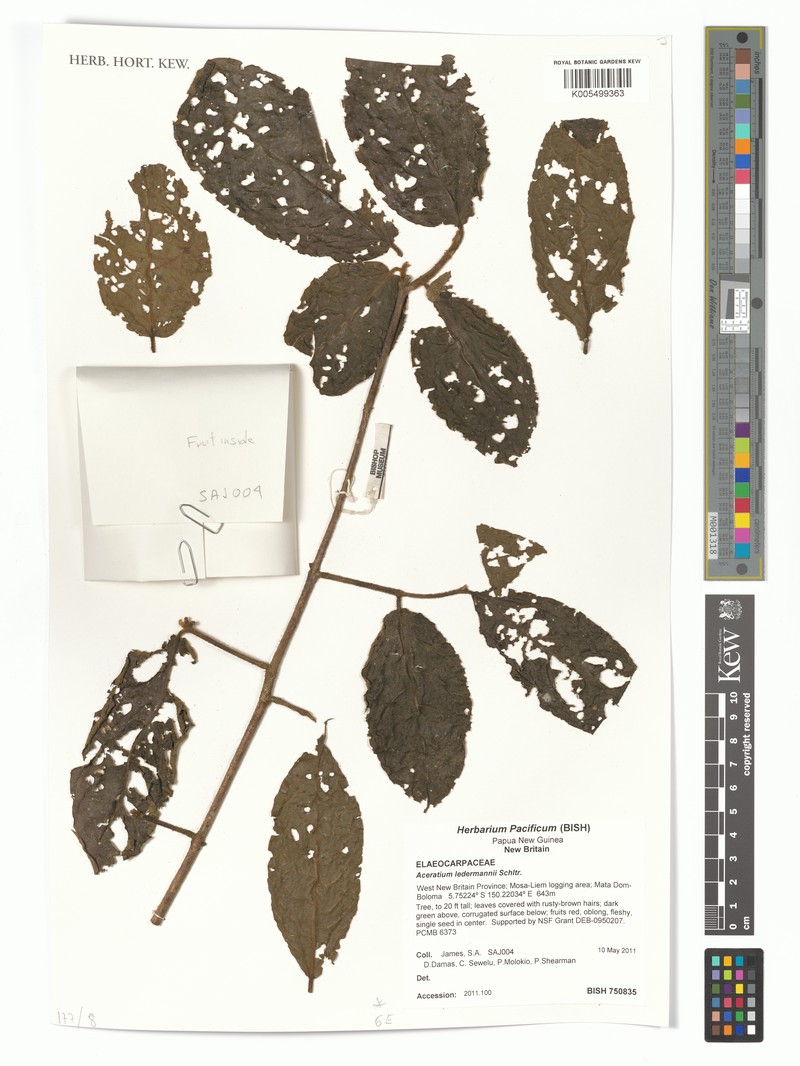 Aceratium ledermannii photo 2