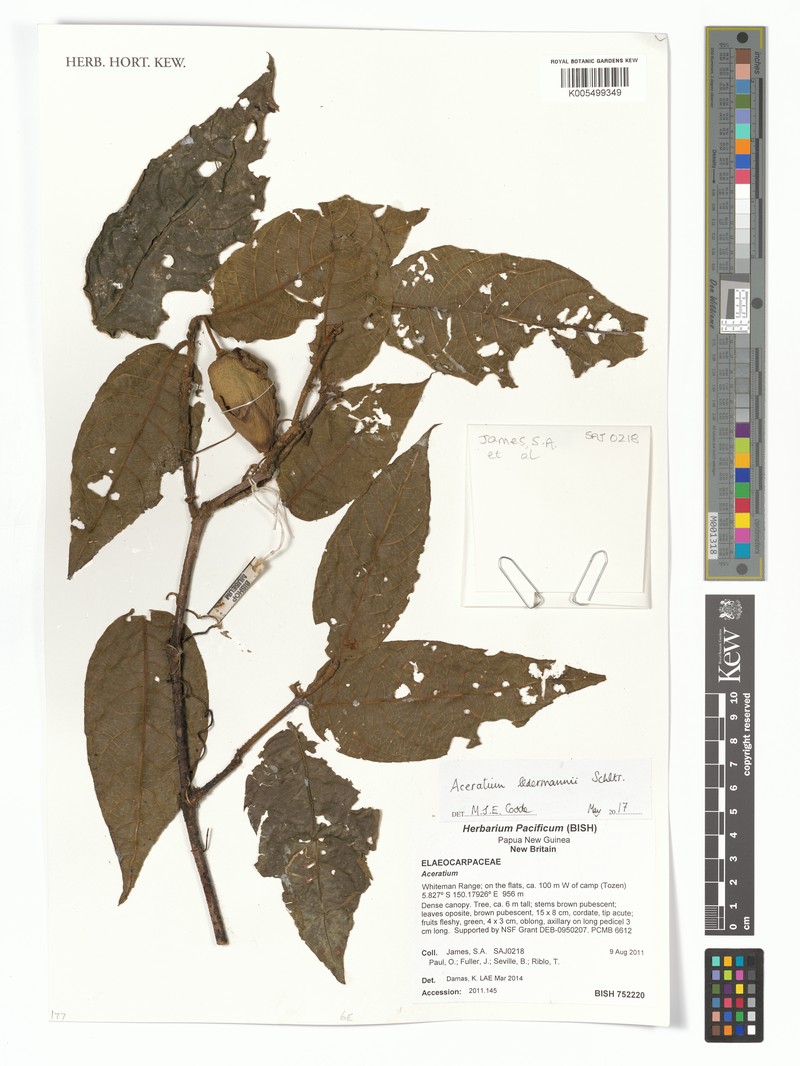 Aceratium ledermannii photo 3