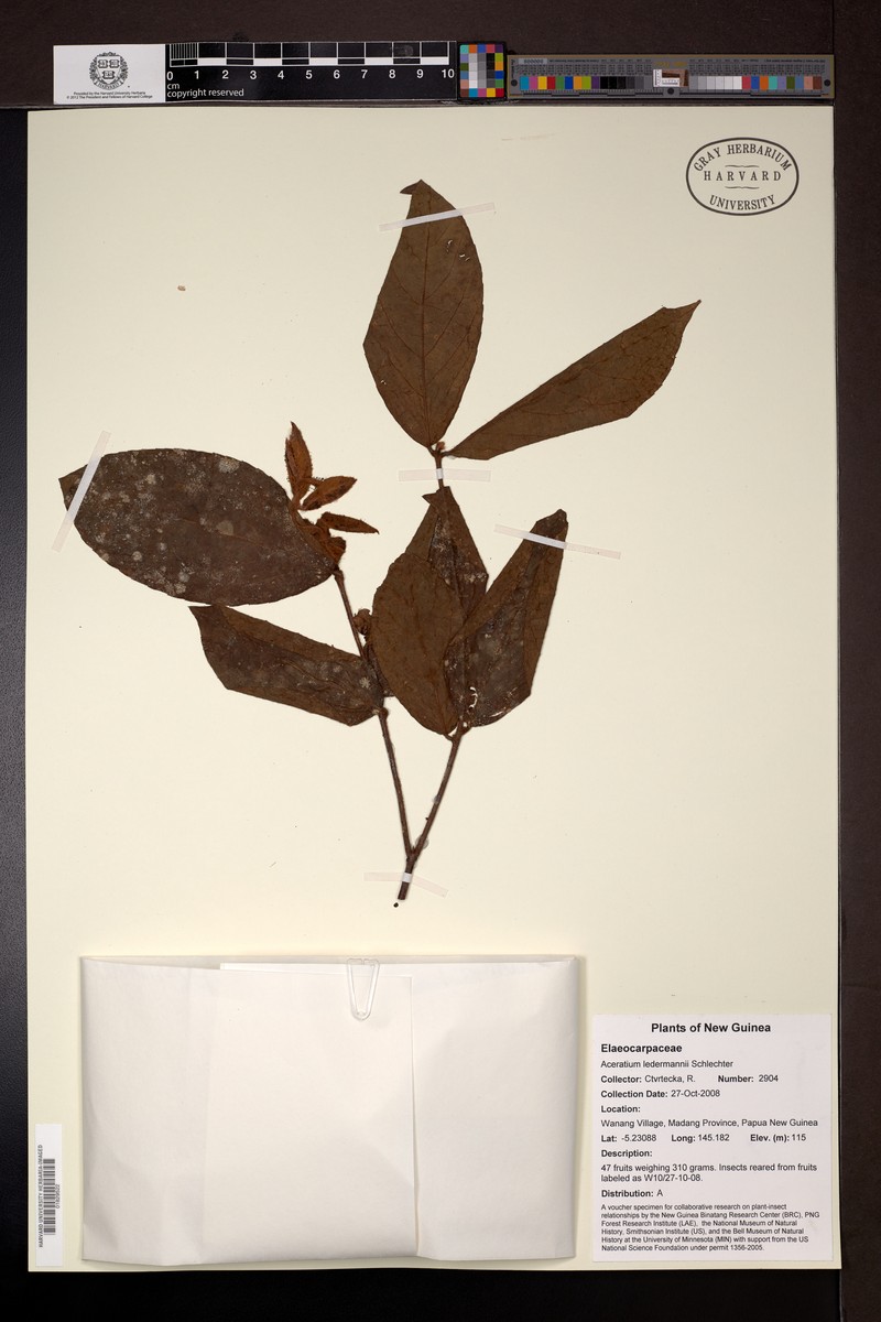 Aceratium ledermannii photo 5
