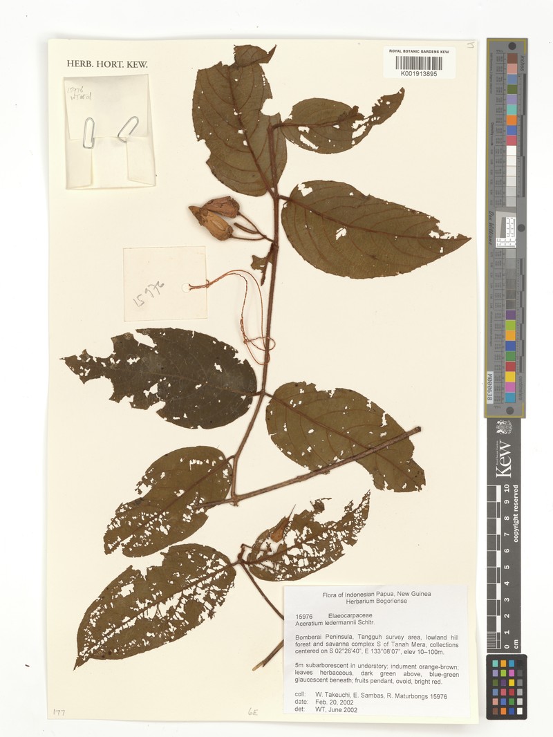 Aceratium ledermannii photo 6
