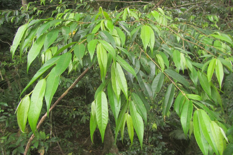 Aceratium megalospermum