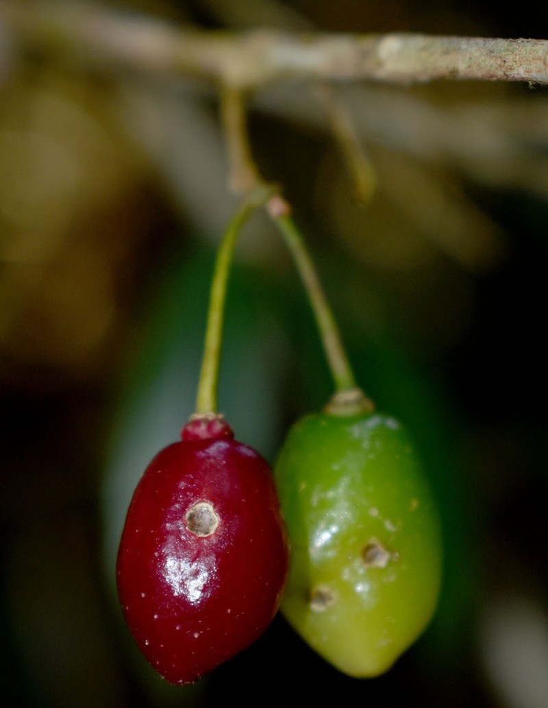 Aceratium megalospermum photo 2