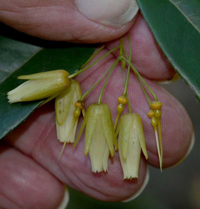 Aceratium megalospermum photo 3
