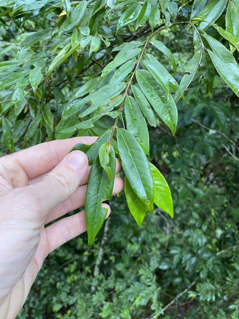 Aceratium megalospermum photo 4