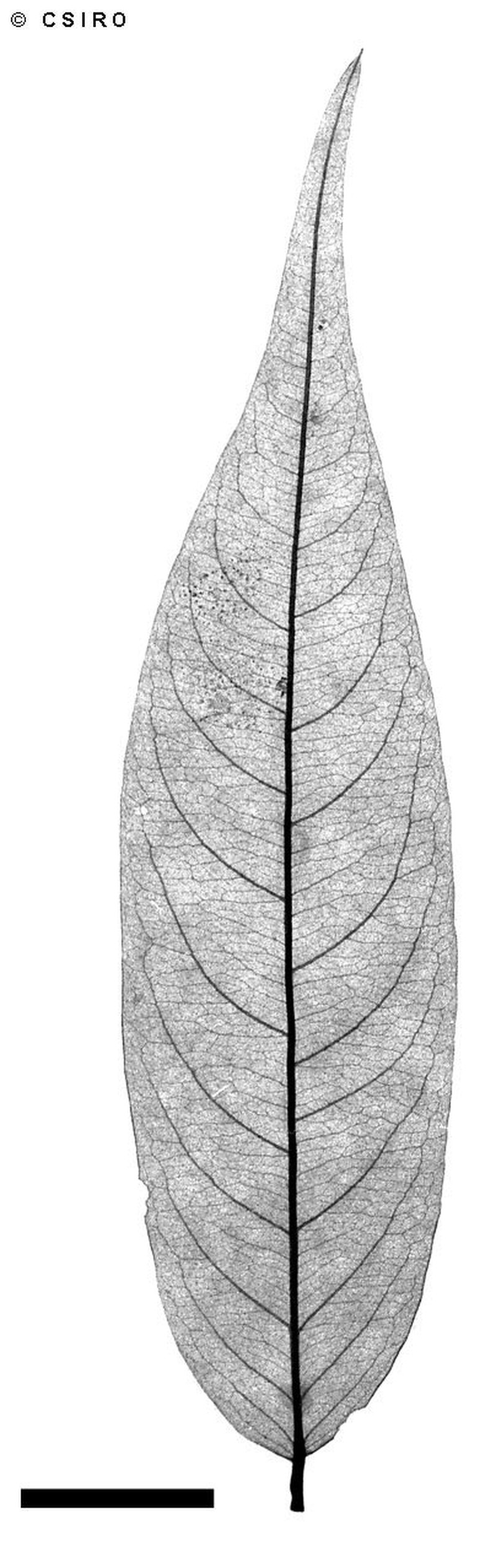 Aceratium megalospermum photo 5