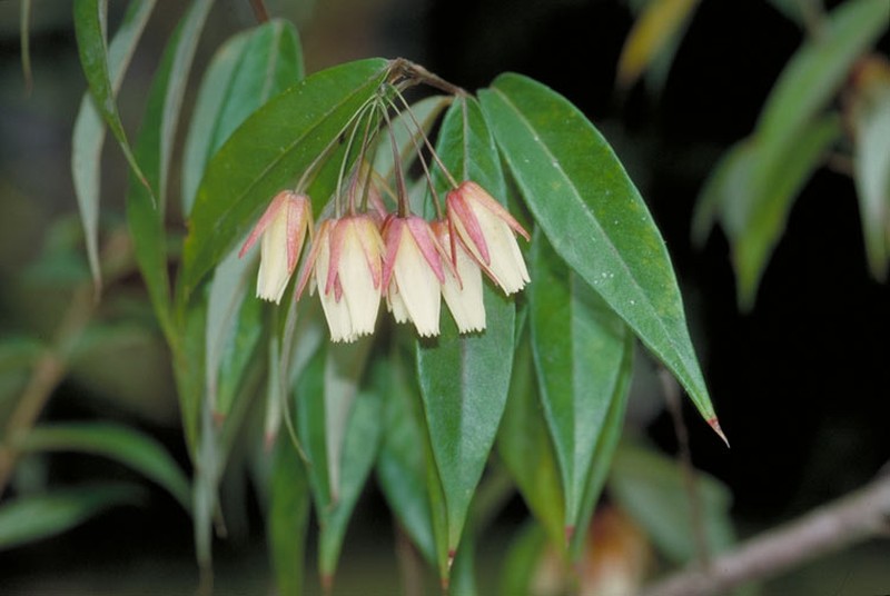 Aceratium megalospermum photo 6