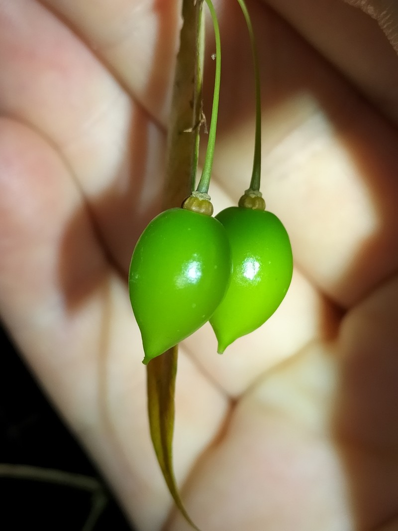 Aceratium megalospermum photo 7
