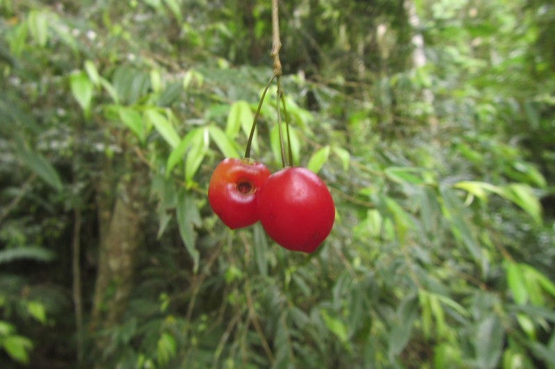 Aceratium megalospermum photo 8