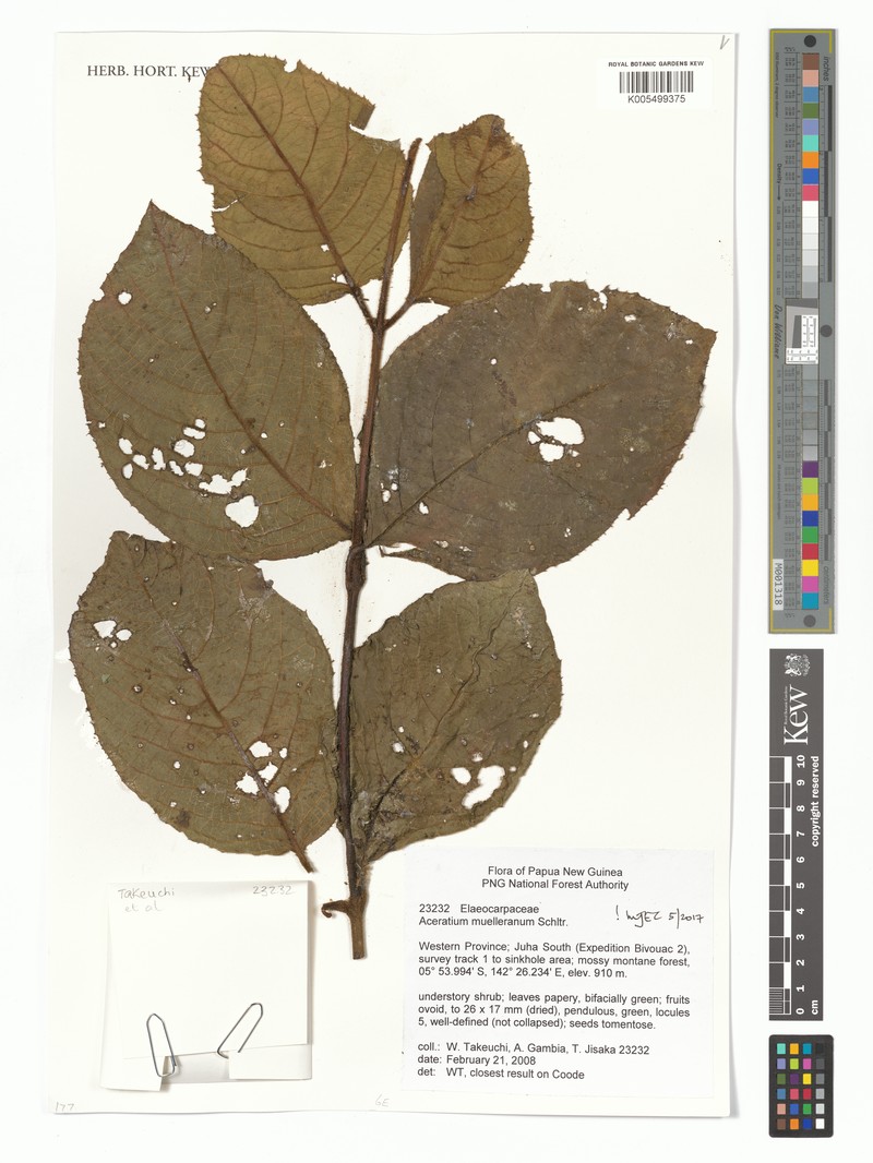 Aceratium muellerianum