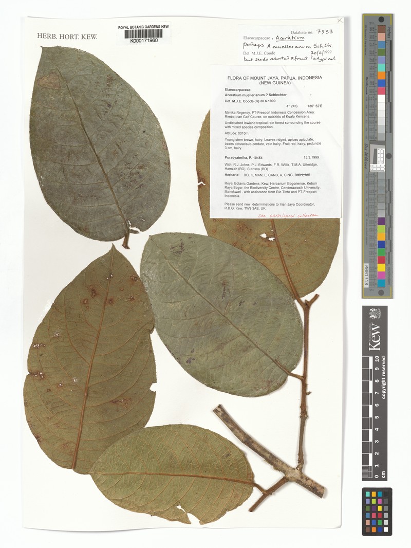 Aceratium muellerianum photo 2