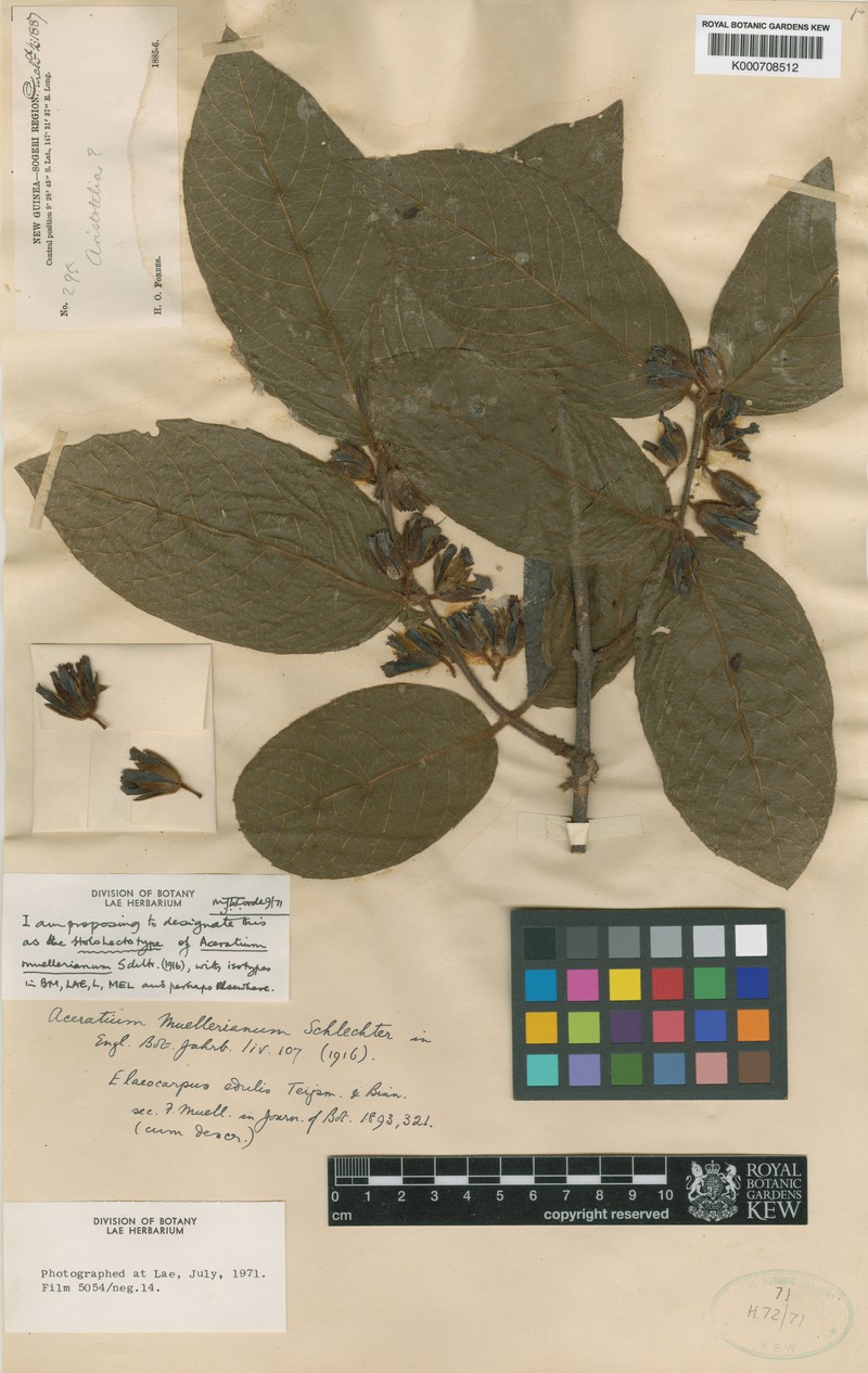 Aceratium muellerianum photo 3