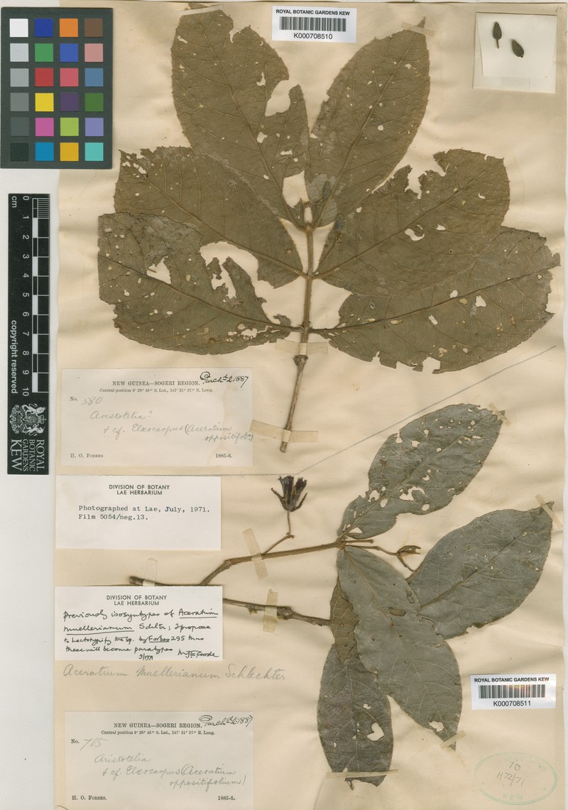 Aceratium muellerianum photo 5