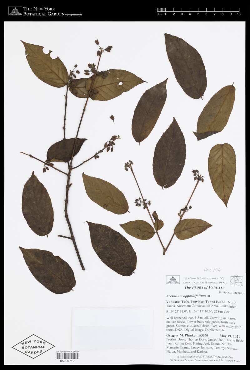 Aceratium oppositifolium