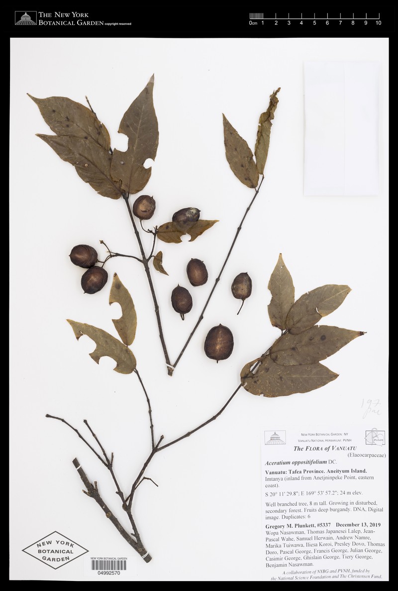 Aceratium oppositifolium photo 2