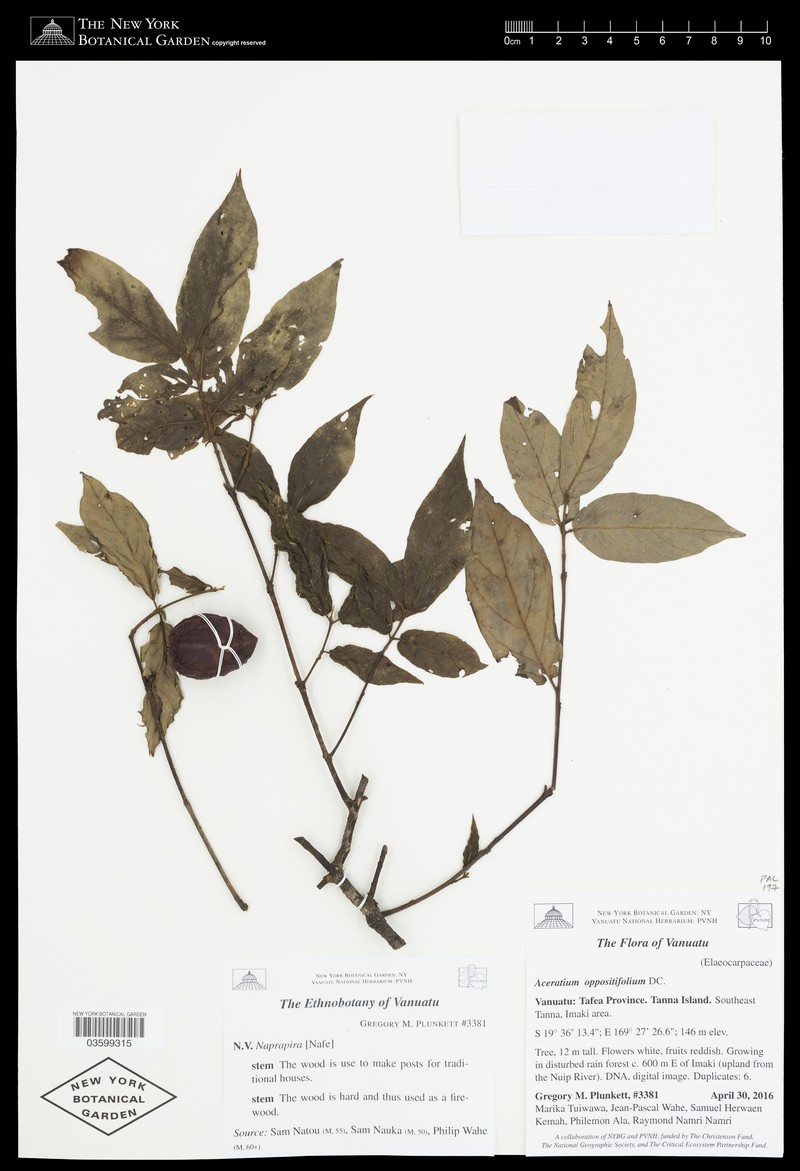 Aceratium oppositifolium photo 4