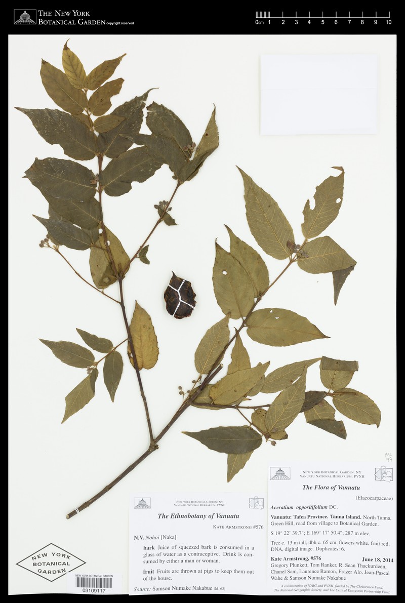 Aceratium oppositifolium photo 7
