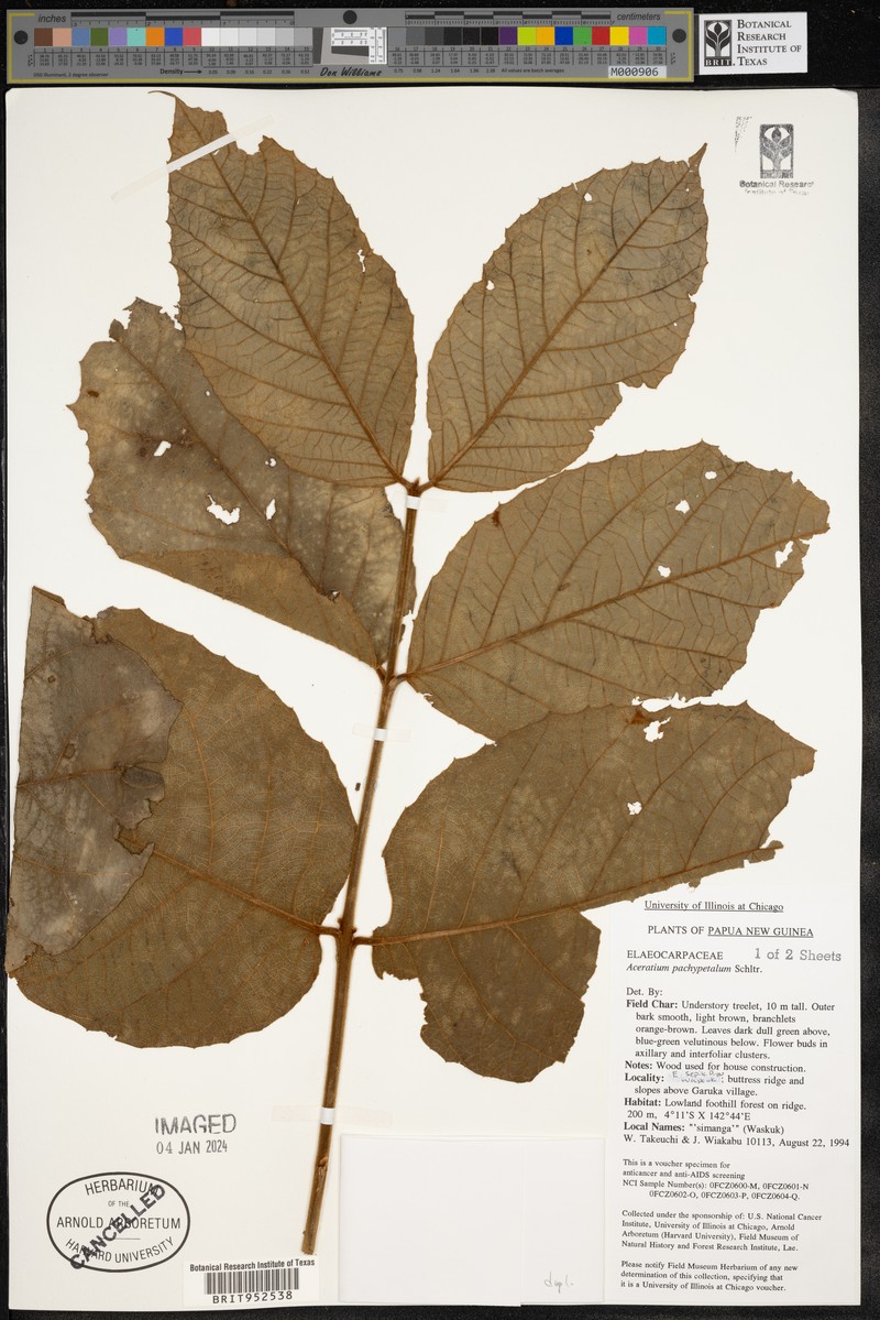 Aceratium pachypetalum