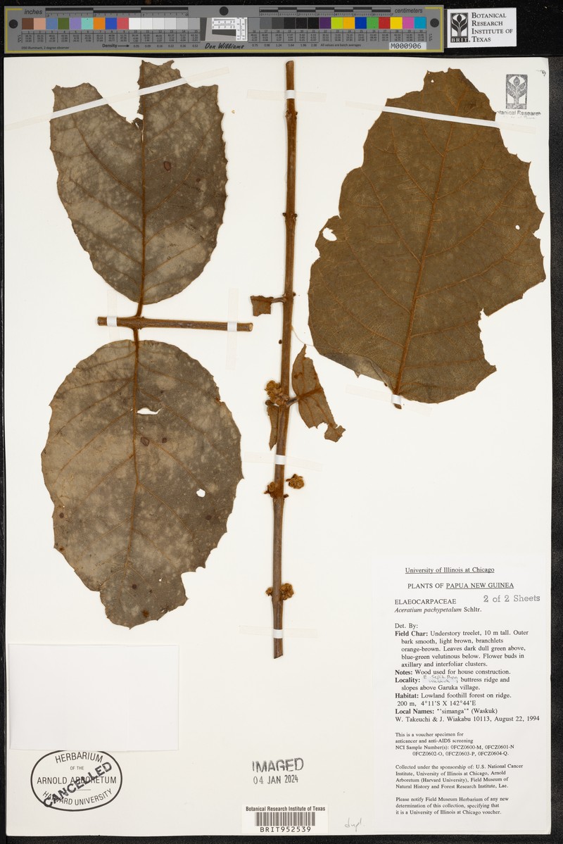 Aceratium pachypetalum photo 2