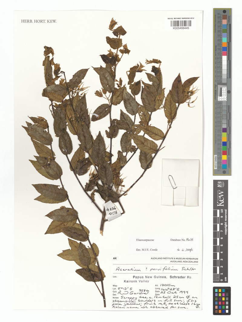 Aceratium parvifolium