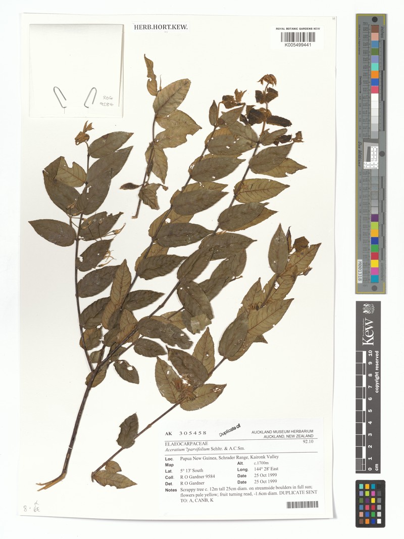 Aceratium parvifolium photo 2