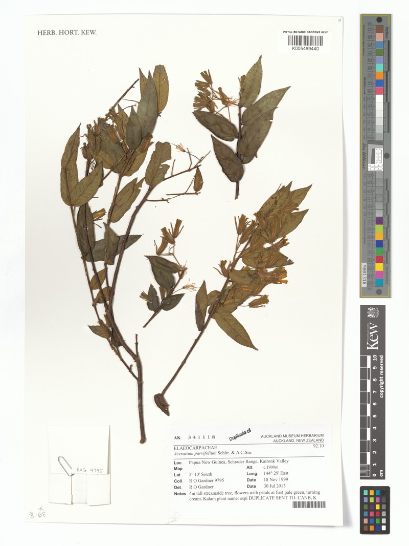 Aceratium parvifolium photo 3