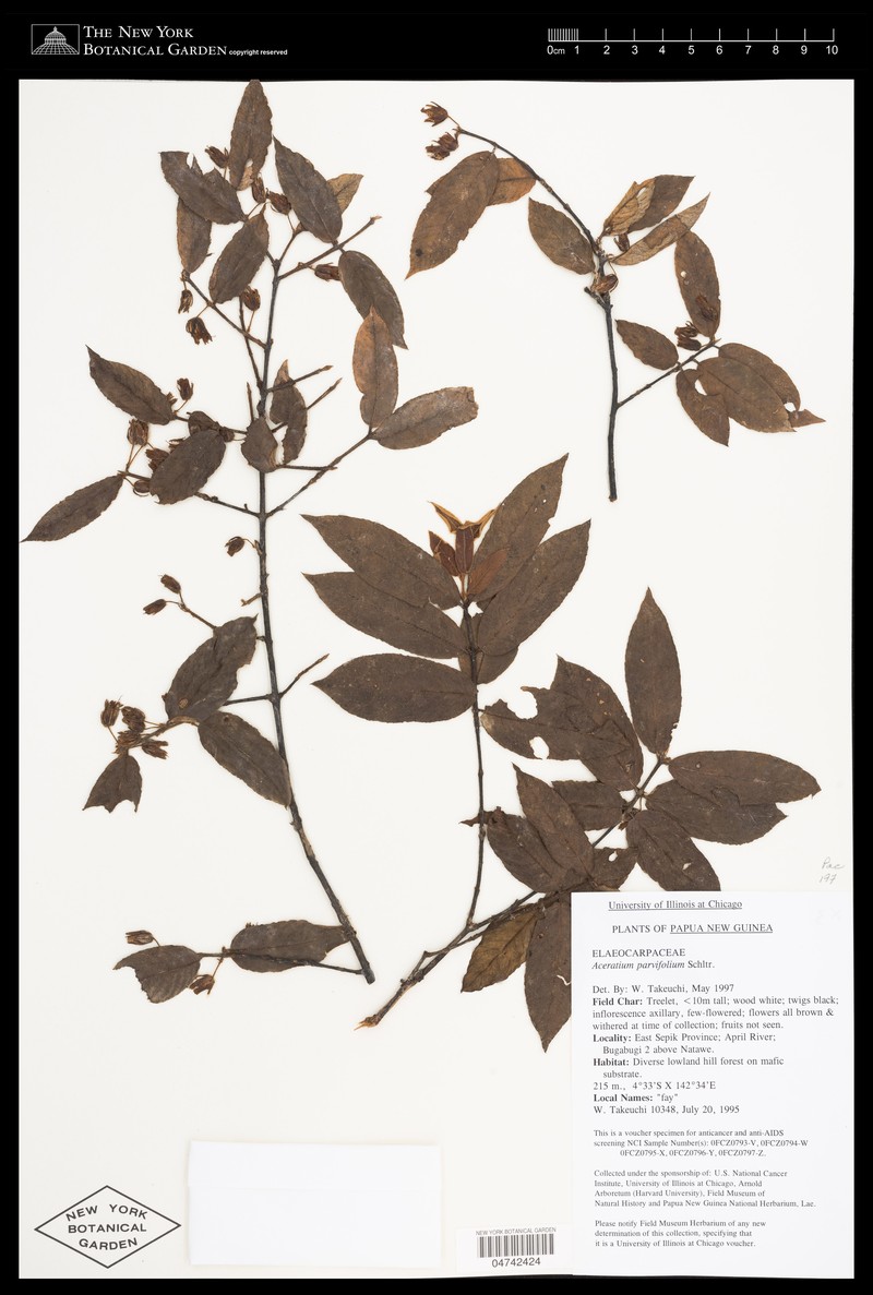 Aceratium parvifolium photo 4