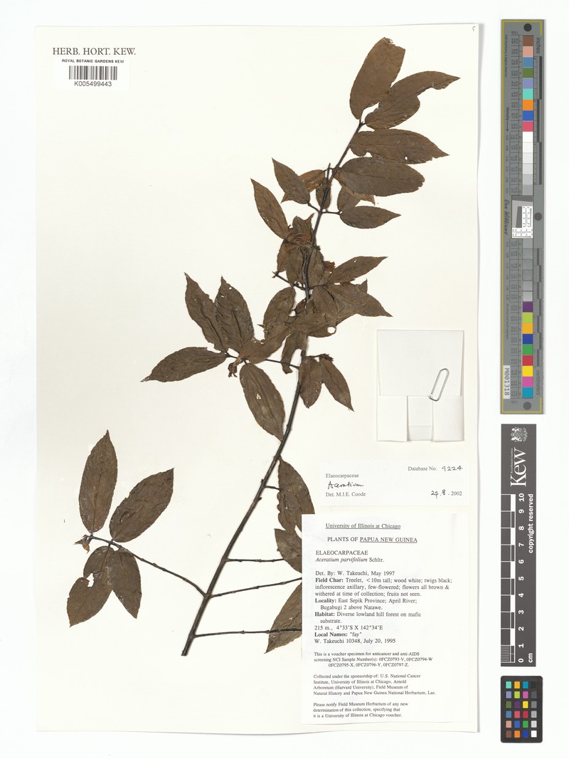 Aceratium parvifolium photo 5