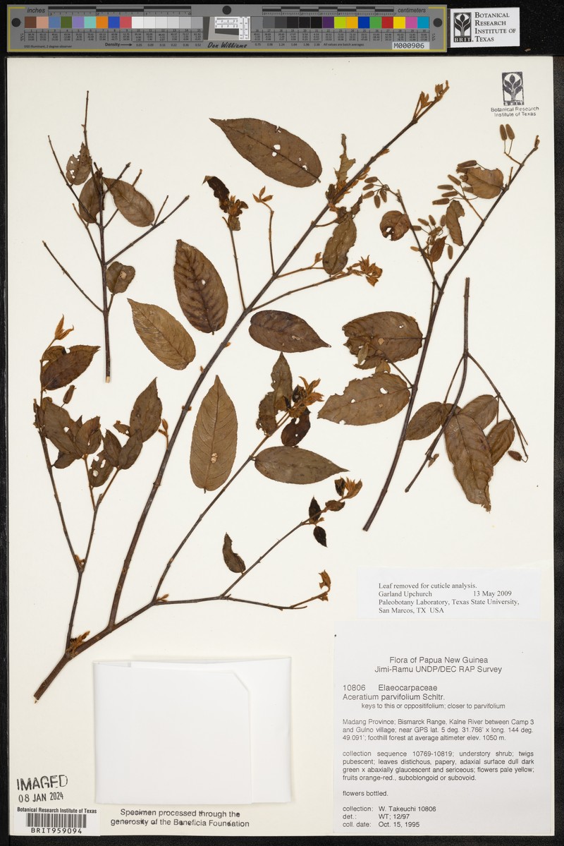 Aceratium parvifolium photo 6
