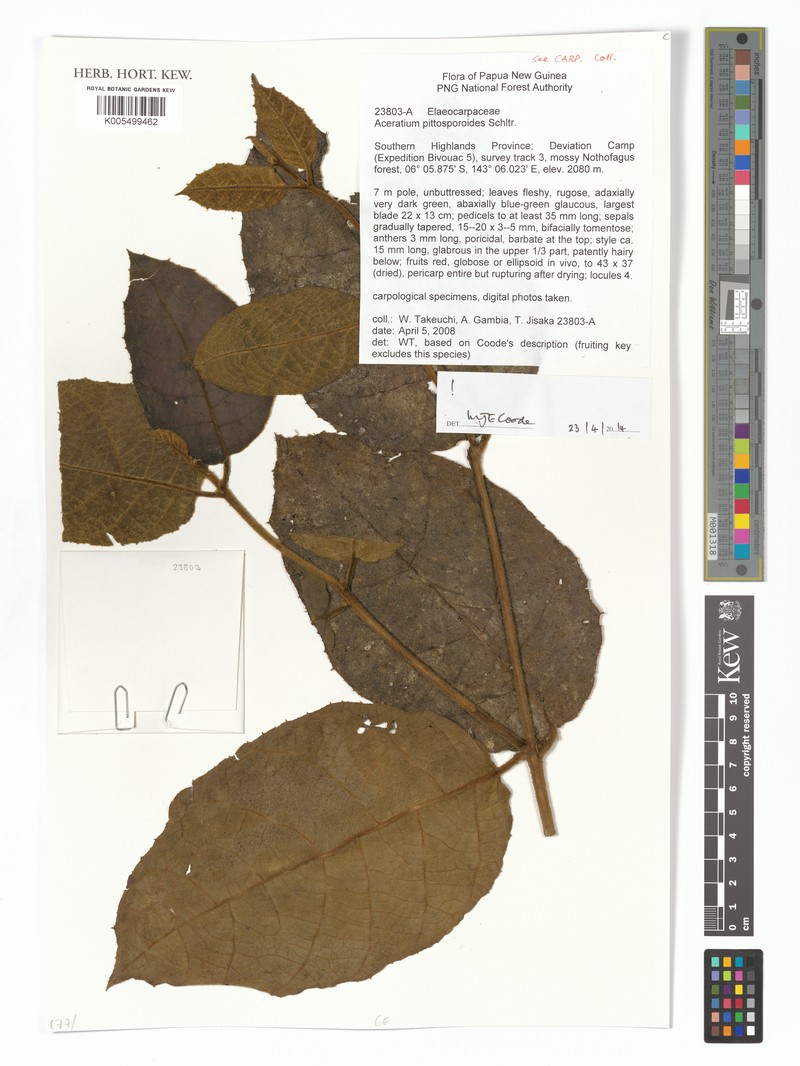 Aceratium pittosporoides
