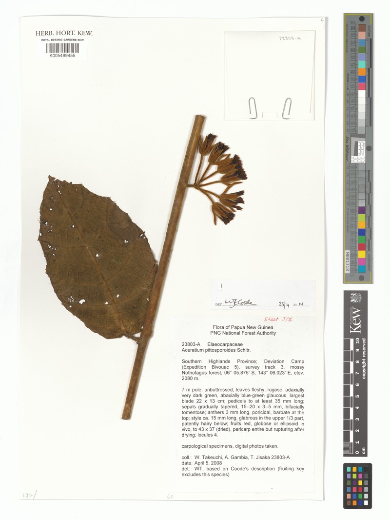 Aceratium pittosporoides photo 2