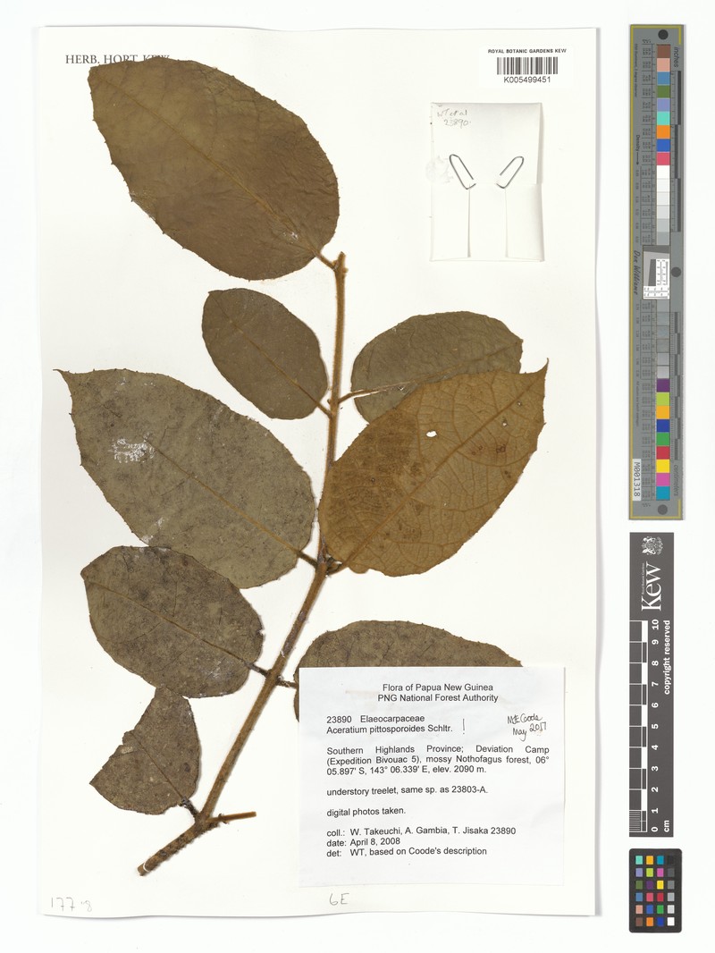 Aceratium pittosporoides photo 3