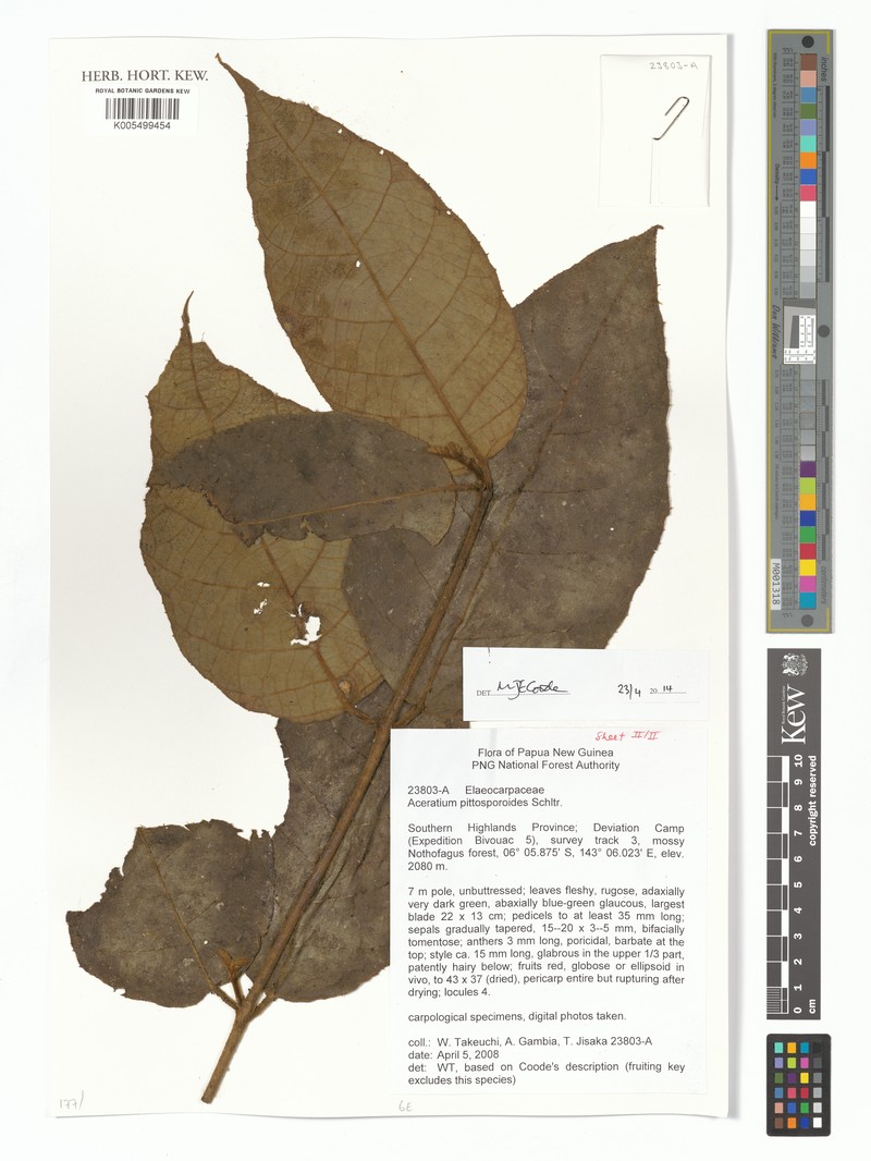 Aceratium pittosporoides photo 4