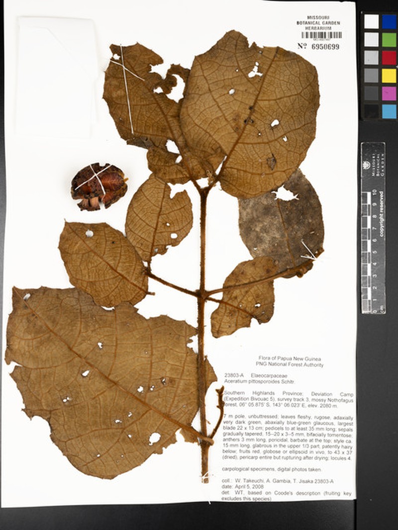 Aceratium pittosporoides photo 5