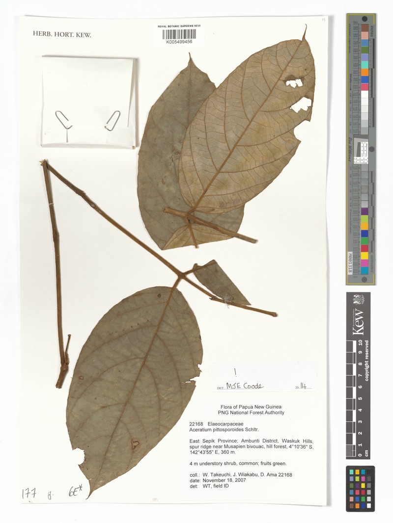 Aceratium pittosporoides photo 6