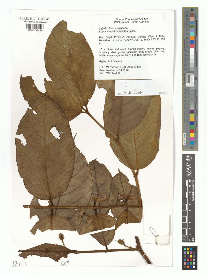 Aceratium pittosporoides photo 7