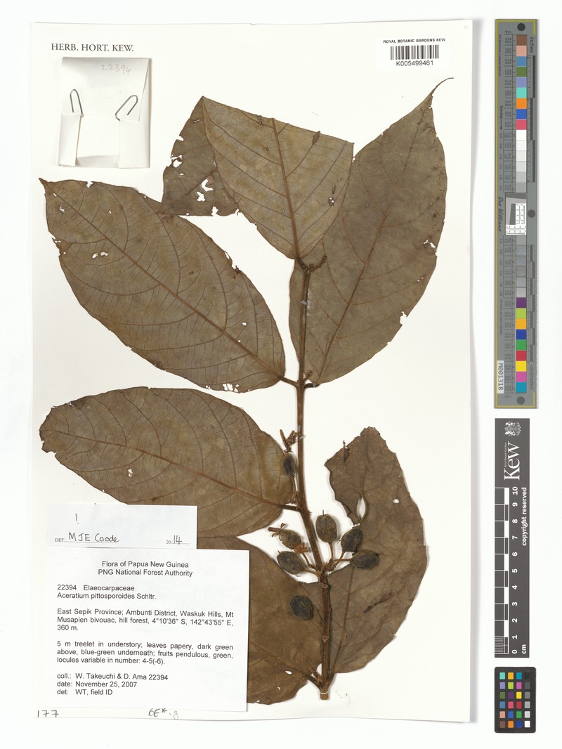 Aceratium pittosporoides photo 8
