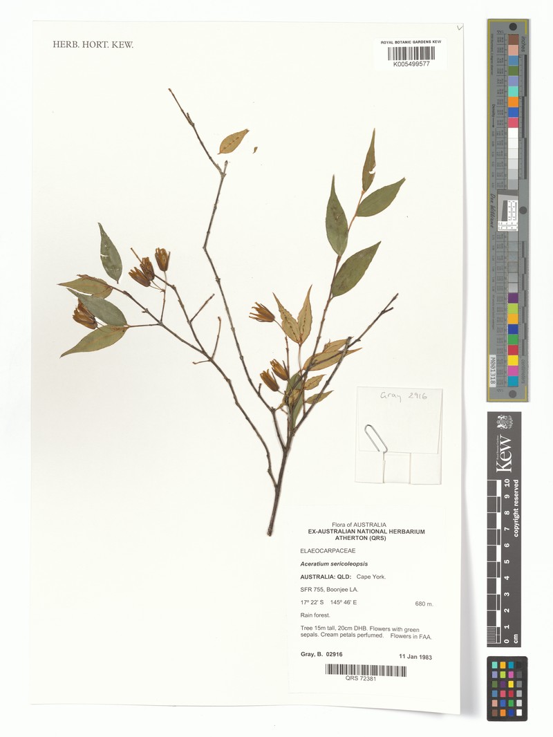 Aceratium sericoleopsis