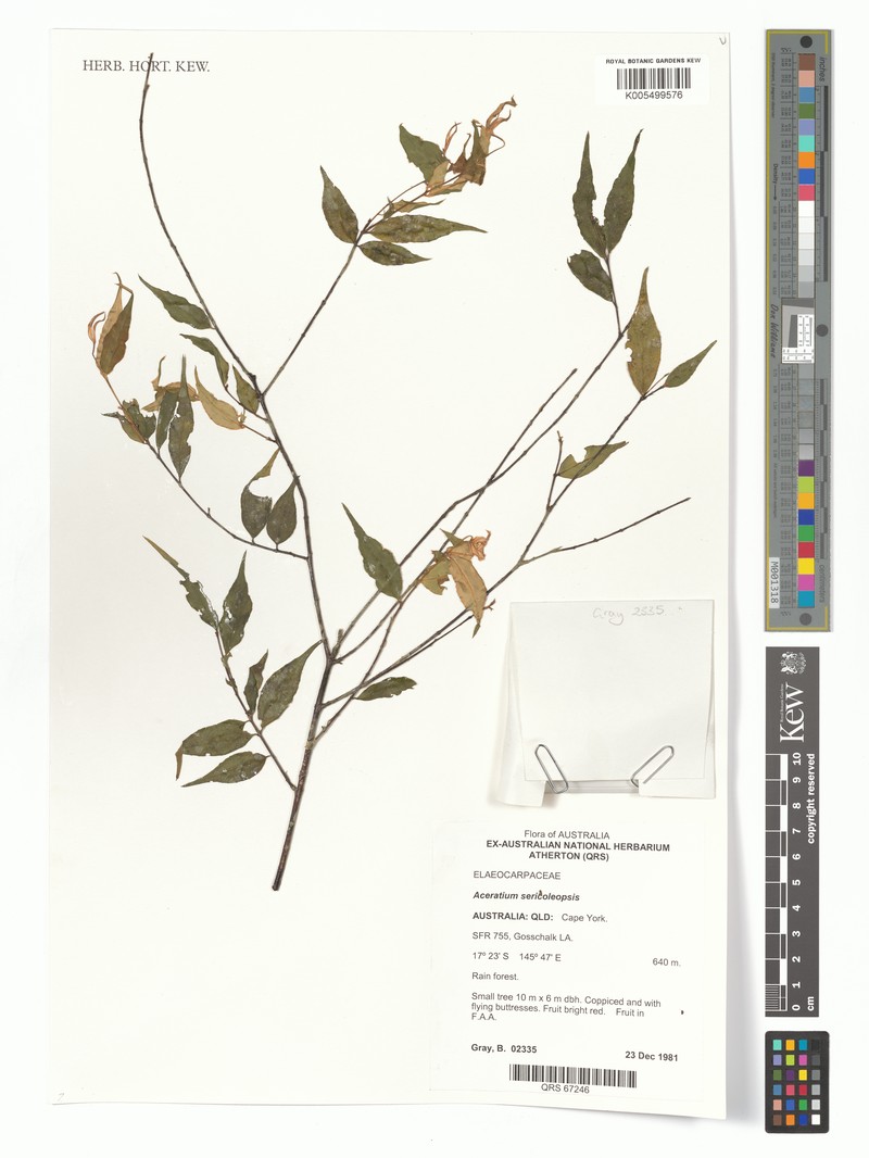Aceratium sericoleopsis photo 2