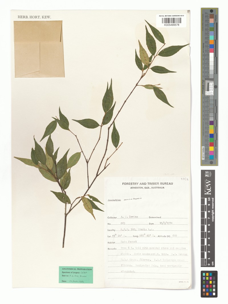 Aceratium sericoleopsis photo 3