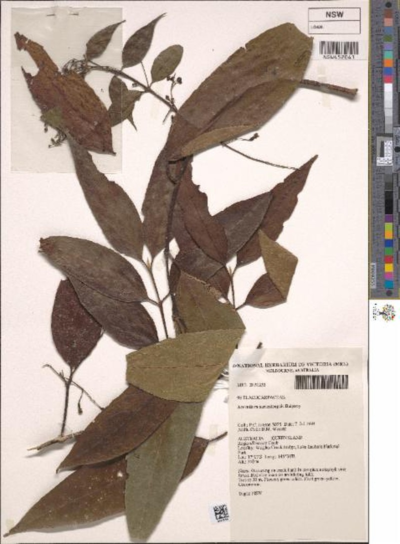 Aceratium sericoleopsis photo 4