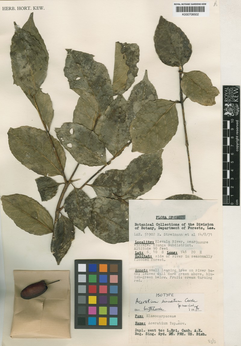 Aceratium sinuatum