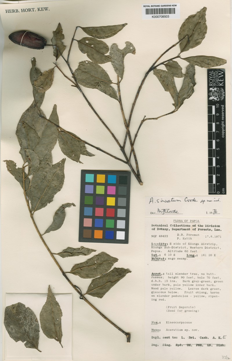Aceratium sinuatum photo 2
