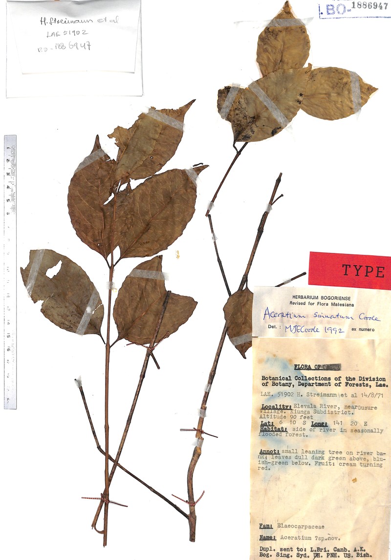 Aceratium sinuatum photo 3