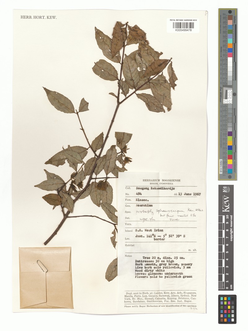 Aceratium sphaerocarpum