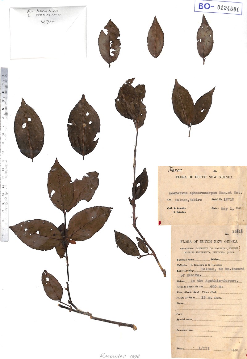 Aceratium sphaerocarpum photo 2