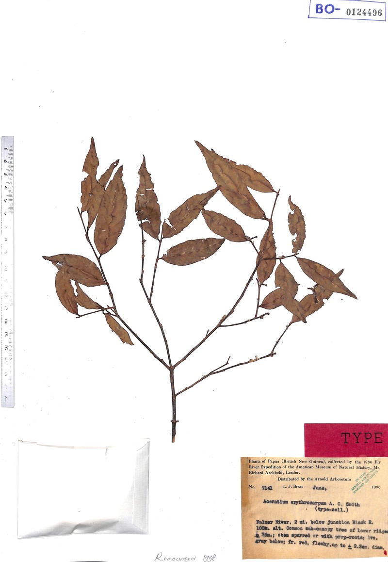 Aceratium sphaerocarpum photo 3