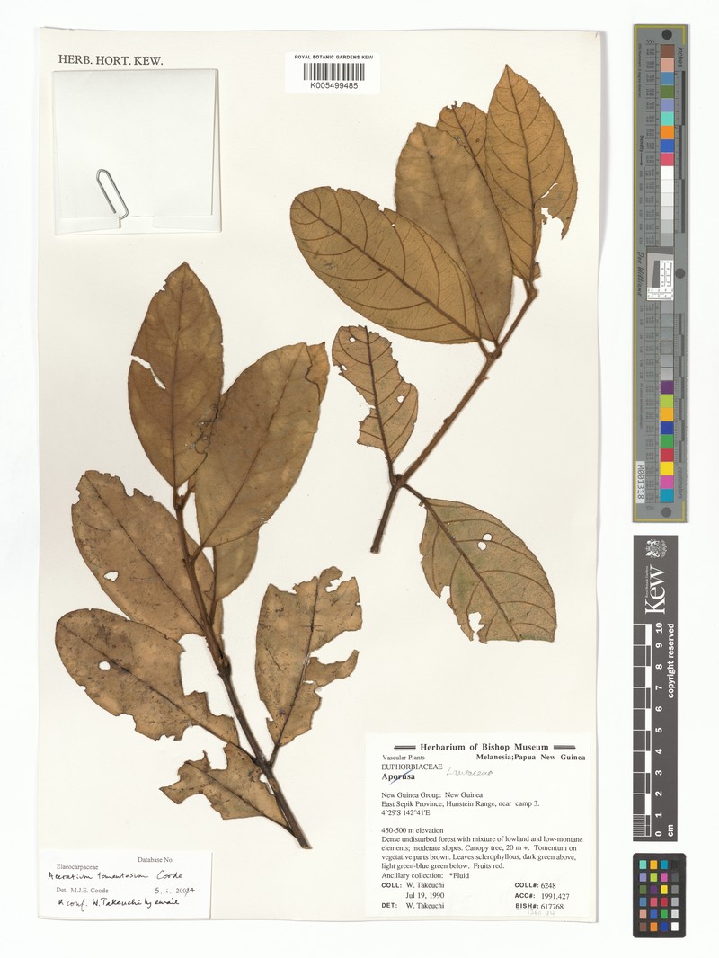 Aceratium tomentosum