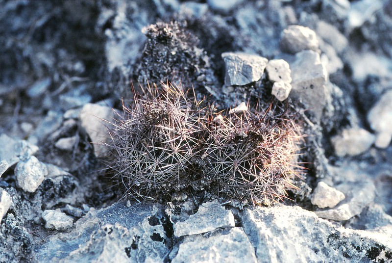 Acharagma aguirreanum photo 3