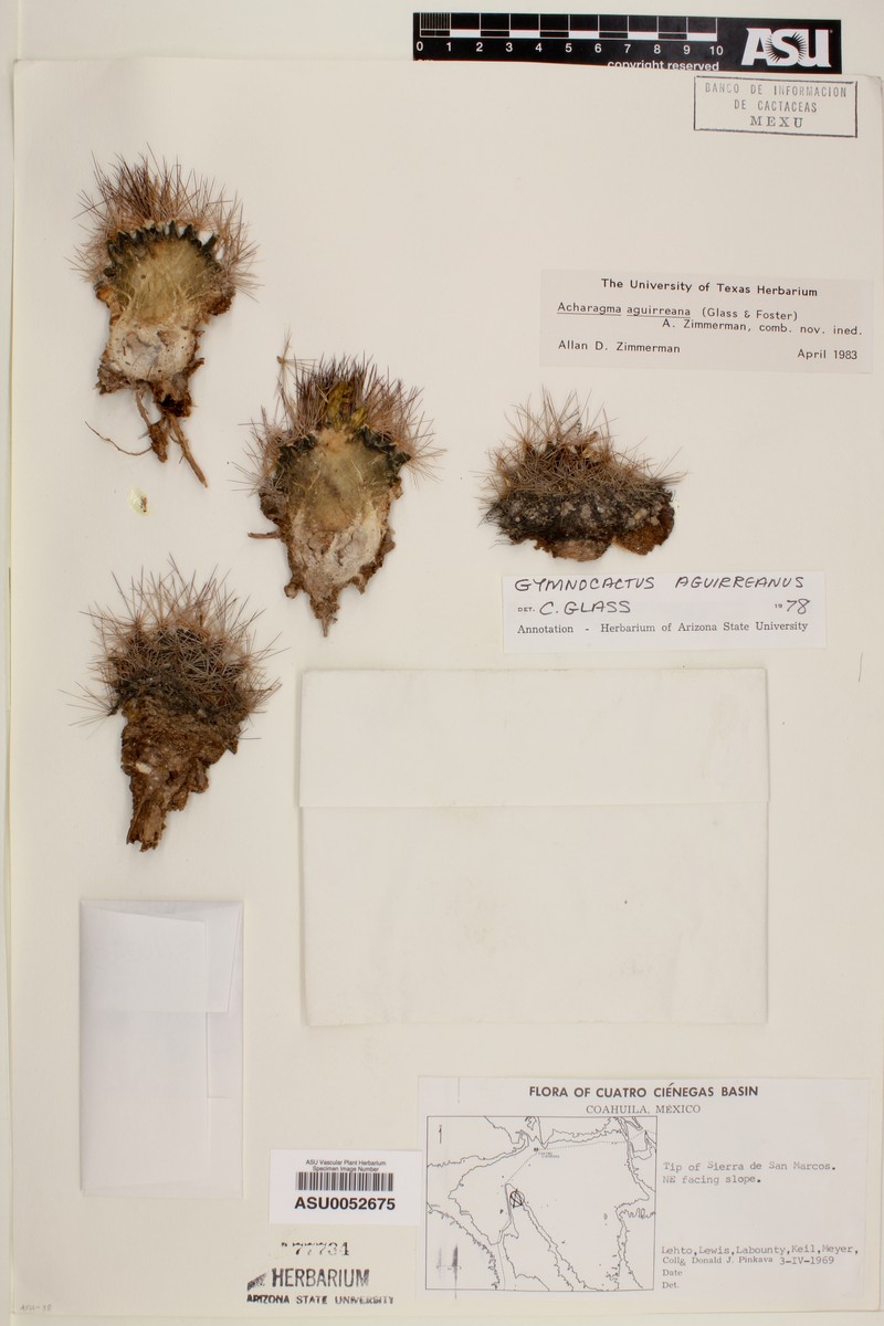 Acharagma aguirreanum photo 5