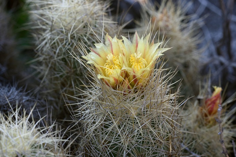 Acharagma galeanense